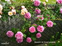 Souvenir de Victor Landeau rose photo
