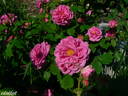 Souvenir de Victor Landeau rose photo
