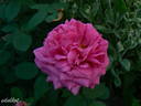 Souvenir de Victor Landeau rose photo