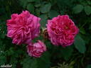 Souvenir de Victor Landeau rose photo