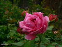 Souvenir de Victor Landeau rose photo