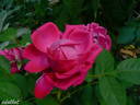 Souvenir du Rosiériste Gonod rose photo