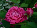 Souvenir du Rosiériste Gonod rose photo