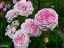 Aimable Amie rose photo