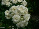 Alba Meidiland ™ rose photo
