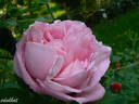 Anna Scharsach rose photo