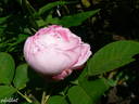 Antonie Schürz rose photo