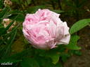 Antonie Schürz rose photo