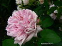 Antonie Schürz rose photo