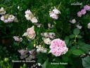 Antonie Schürz rose photo