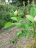 Fontanelle rose photo