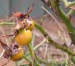 Kwinana rose photo