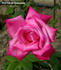 First Federal's Renaissance rose photo