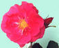 Day Break rose photo
