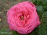 Anne rose photo
