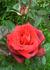 Ekstase rose photo