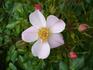 Butterflies rose photo