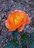 Wildfire 2000 rose photo
