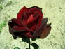 Madame Delbard ® rose photo