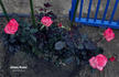 Johnny Becnel rose photo
