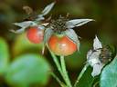 Cinnabar rose photo