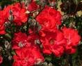 Cinnabar rose photo