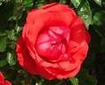 Floradora rose photo