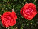 Floradora rose photo