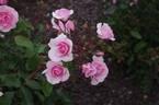 Diadem rose photo