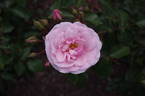 Diadem rose photo