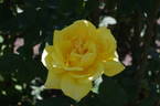 Western Sun ® rose photo