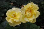 Western Sun ® rose photo