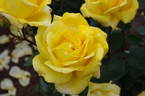 Western Sun ® rose photo