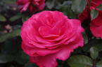 Kathryn McGredy rose photo