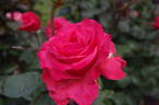 Kathryn McGredy rose photo