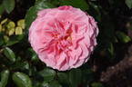 Kathryn McGredy rose photo