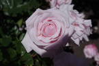 Jillian McGredy rose photo