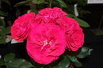 Millennium rose photo