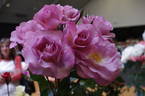 Pacific Glory rose photo