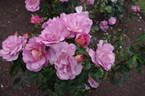 Pacific Glory rose photo