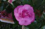 Pacific Glory rose photo
