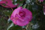 Pacific Glory rose photo