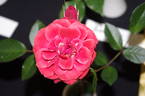 Kaikoura ® rose photo