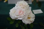 Pink Porcelain rose photo
