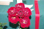 Dusky Dancer rose photo