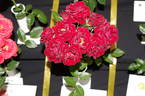 Dusky Dancer rose photo