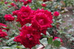 Uncle Walter rose photo