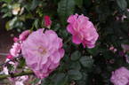Candy Kisses rose photo