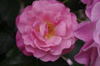 Candy Kisses rose photo