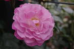Candy Kisses rose photo